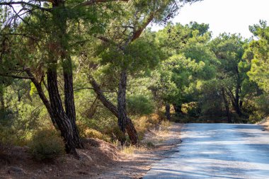 Ormandaki yolda, dağlarda. Adadaki çam ormanında yol. 