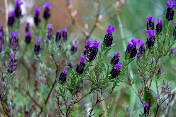 庭の紫色のラベンダーの花 選択的焦点 — ストック写真