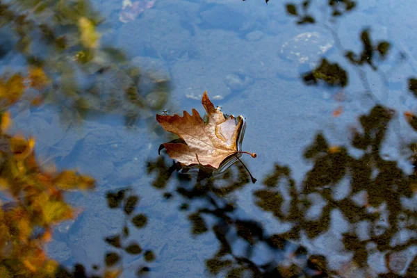 Herbst Ahornblatt Schwimmt Auf Wasseroberfläche Mit Flachen Herbst Ahornblatt Schwimmt — Stockfoto