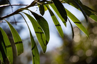 Güneş ışığında söğüt ağacının yeşil yaprakları. Doğal arkaplan. Okaliptüs ağacının yeşil yaprakları..