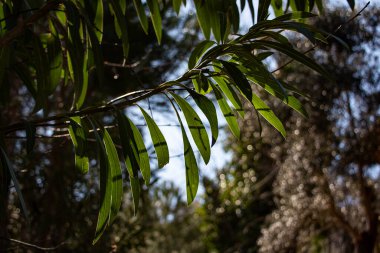 Güneş ışığında söğüt ağacının yeşil yaprakları. Doğal arkaplan. Okaliptüs ağacının yeşil yaprakları..