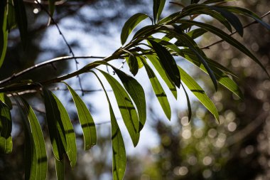 Güneş ışığında söğüt ağacının yeşil yaprakları. Doğal arkaplan. Okaliptüs ağacının yeşil yaprakları..