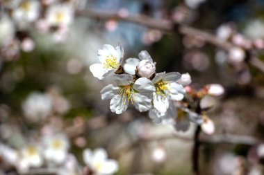 İlkbaharda açan bir ağacın dallarında beyaz çiçekler. İlkbaharda ağaçta kiraz çiçeği, yakın.
