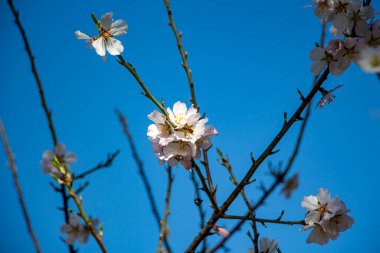 İlkbaharda açan bir ağacın dallarında beyaz çiçekler. İlkbaharda ağaçta kiraz çiçeği, yakın.