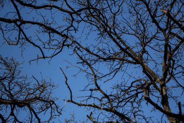 Mavi Gökyüzü Arkaplanı olan Ölü Ağaç Dalları. Seçici odak.