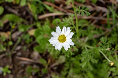 Güneşli bir günde çayır çiçekleri. Seçici odak.