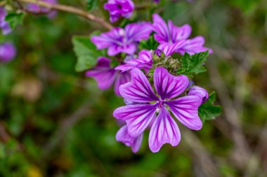 Baharda yeşil yaprakların arka planında mor mallow çiçekleri