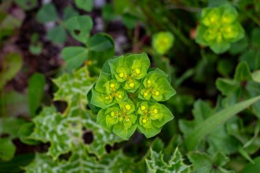 Devedikeni yapraklarını çiğ damlalarıyla kapatın. Çayırdaki yeşil Euphorbia Gracilis çiçekleri. Yeşil çimenli bir çayırdaki yeşil bitkiyi kapat..