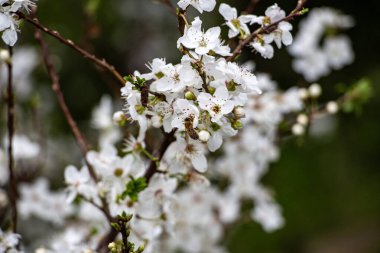 İlkbaharda açan bir ağacın dallarında beyaz çiçekler. İlkbaharda ağaçta kiraz çiçeği, yakın.