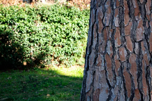 Parkta çam ağacı kabuğu ve arka planda yeşil yapraklar. Çam ağacı kabuğu yakın. Doğal arka plan ve doku. Ağaç kabuğu dokusu.