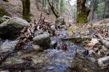 Ormandaki akarsu. İlkbaharda, üzerinde kayalar ve su akan bir dağ deresi. Dağ nehrinin kıyısındaki ormandaki yosun ağaçları