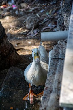 Parktaki bir çeşmeden ördek içme suyu. Parktaki bir dereden ördek içme suyu. Nehirde ördek.