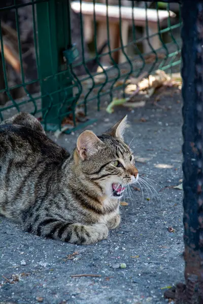 Tabby cat with open mouth sitting on the ground in the garden. Stray cat on the street. Selective focus.