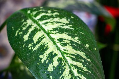 Yüzeyinde çiy damlaları olan yeşil yaprakları kapatın. Su damlalarıyla Aglaonema 'nın güzel yeşil yaprakları