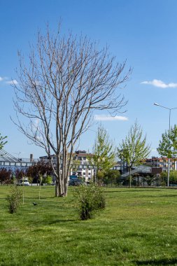 Mavi gökyüzü arka planlı ölü bir ağaç. Bahçede mavi gökyüzü arka planı olan ölü bir ağaç.