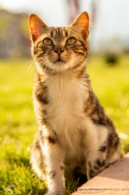 Gün batımında şehir parkında yeşil çimlerin üzerinde oturan kedi. Günbatımının ışığında çimlerin üzerinde oturan kedi. Seçici odak.