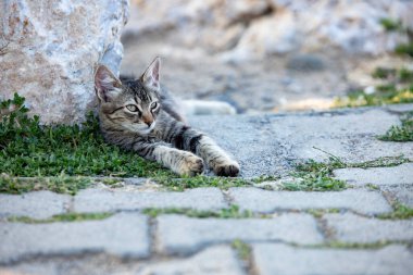 Tekir kedi sokakta yerde yatıyordu. Yerde yatan sevimli bir kedi yavrusu..