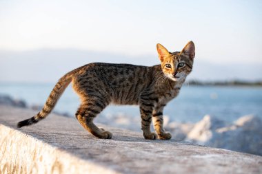 Gün batımında sahilde yürüyen şirin bir kedi yavrusu. Sahilin arka planında vahşi bir kedinin portresi..