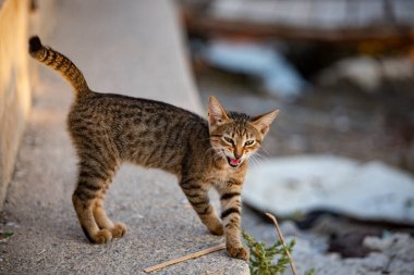 Gün batımında sahilde yürüyen şirin bir kedi yavrusu. Sahilin arka planında vahşi bir kedinin portresi..