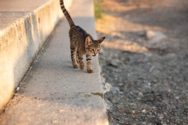 Gün batımında sahilde yürüyen şirin bir kedi yavrusu. Sahilin arka planında vahşi bir kedinin portresi..