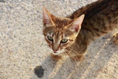 Gün batımında sahilde yürüyen şirin bir kedi yavrusu. Sahilin arka planında vahşi bir kedinin portresi..