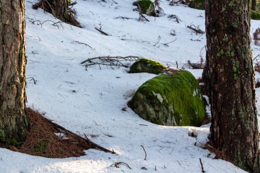 Gün batımında kış ormanında taşların üzerinde yeşil yosun. Doğal arka plan. Güneşli bir günde karla kaplı kış çam ormanlarının manzarası. Ormanda karla kaplı kayalar.