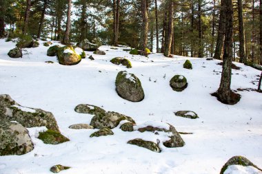 Gün batımında kış ormanında taşların üzerinde yeşil yosun. Doğal arka plan. Güneşli bir günde karla kaplı kış çam ormanlarının manzarası. Ormanda karla kaplı kayalar.