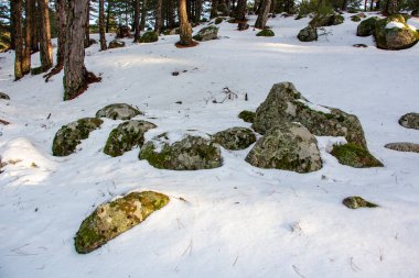 Gün batımında kış ormanında taşların üzerinde yeşil yosun. Doğal arka plan. Güneşli bir günde karla kaplı kış çam ormanlarının manzarası. Ormanda karla kaplı kayalar.