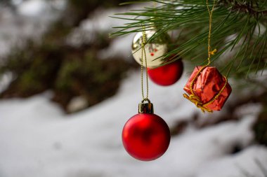 Beyaz karda kırmızı ve altın rengi Noel mücevherleri. Ormandaki ağaçta Noel süsü. Seçici odaklanma. Kırmızı ve beyaz Noel süsleri karlı havada bir çam dalında asılı duruyor..