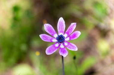 Ormanda bir Afrika şakayığının çiçeği (Anemone nemorosa) mor şakayık çiçeği. Ormandaki güzel bir mor çiçeğe yaklaş. Sığ alan derinliği.