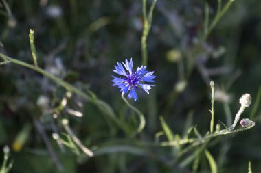 Bahçede mavi (Centaurea siyanus). Mavi çiçek tarlada