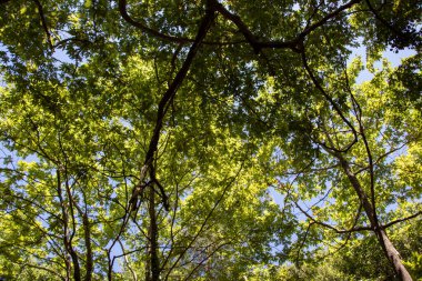 Güneşli bir günde ormanda çam ağacı, aşağıdan manzara