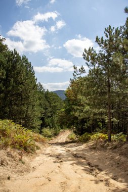 Güneşli bir günde çam ormanında kirli bir yol. Ormandaki yolda çam ağacı. Yaz manzarası. Ormandaki patika. Orman yolda..