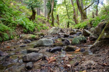 Ormanda kayalar ve eğrelti otları ile birlikte aktif ve ekolojik turizm kavramı. Ormandaki nehir akıntısı.