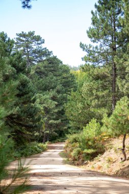 Güneşli bir günde çam ormanında kirli bir yol. Ormandaki yolda çam ağacı. Yaz manzarası. Ormandaki patika. Orman yolda..