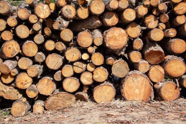 Ormanda yakacak odun yığını, fotoğrafa yakın çekim. Ormandaki bir ağaç gövdesi yığını. Ahşap dokusu.
