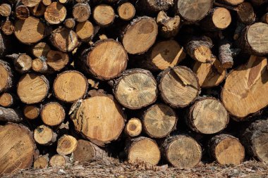 Ormanda yakacak odun yığını, fotoğrafa yakın çekim. Ormandaki bir ağaç gövdesi yığını. Ahşap dokusu.