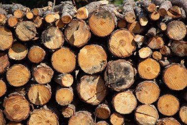 Ormanda yakacak odun yığını, fotoğrafa yakın çekim. Ormandaki bir ağaç gövdesi yığını. Ahşap dokusu.