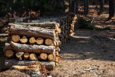 Ormanda doğranmış odun yığını. Odun yığınları üst üste yığılmış. Ormanda kışa hazır ağaç gövdeleri yığını. Çam ormanında kesilmiş ağaç gövdeleri.. 