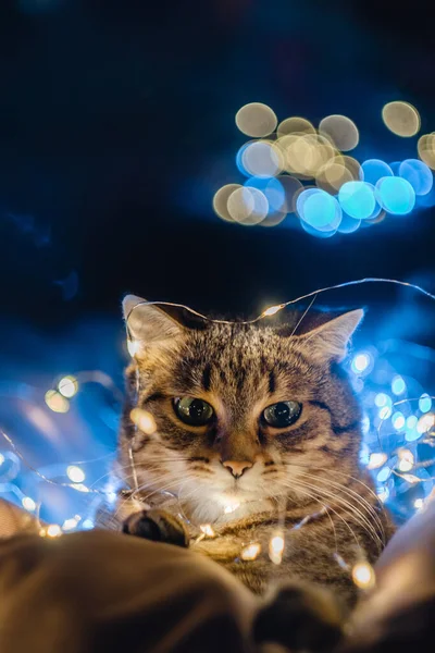Macska Karácsonyi Fényben Bokeh Függőleges Fotó Kiváló Minőségű Fénykép — Stock Fotó