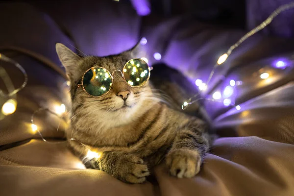 Porträt Einer Lustigen Partykatze Mit Sonnenbrille Und Weihnachtsbeleuchtung Hochwertiges Foto — Stockfoto