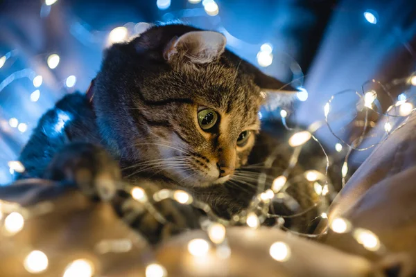 Πορτρέτο Ενός Όμορφου Εγχώριου Γάτα Χριστούγεννα Φως Γιρλάντες Υψηλής Ποιότητας — Φωτογραφία Αρχείου