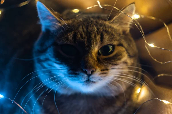 Γάτα Σκοτεινό Φόντο Μυστικό Φως Στις Σκιές Που Έρχονται Αντίθεση — Φωτογραφία Αρχείου
