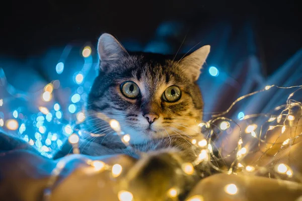 Kedi parlak bir çelenkte oturuyor. - Mutlu yıllar. Mutlu noeller. Hayvan bakımı. Karanlık arka plandaki kedi yakın plan. Noel çelengi. Kış. Yüksek kalite fotoğraf