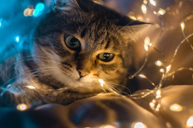 Kedi parlak bir çelenkte oturuyor. - Mutlu yıllar. Mutlu noeller. Hayvan bakımı. Karanlık arka plandaki kedi yakın plan. Noel çelengi. Kış. Yüksek kalite fotoğraf