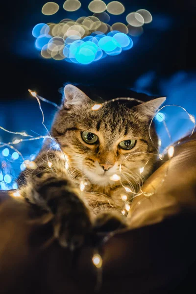 Прекрасний Кіт Біля Різдвяної Прикраси Високоякісна Фотографія — стокове фото