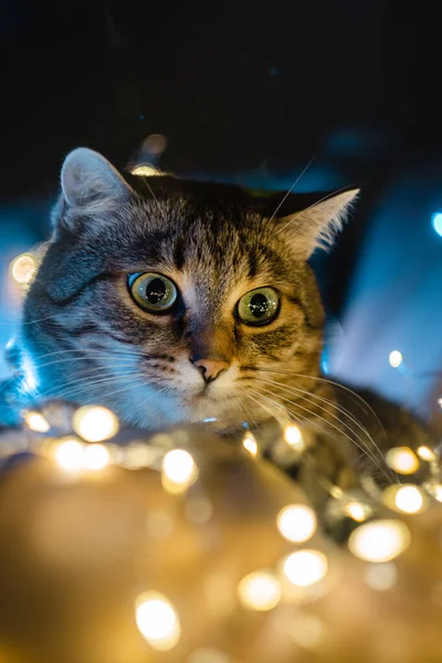 Schattige Kat Met Kerstverlichting Verticale Foto Hoge Kwaliteit Foto — Stockfoto