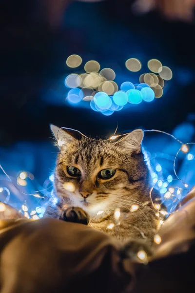 クリスマスの装飾の近くの美しい猫 高品質の写真 — ストック写真