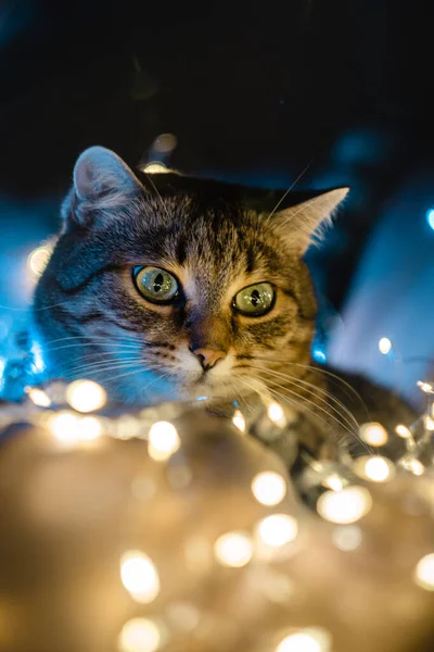 크리스마스 등불을 스러운 고양이 고품질 — 스톡 사진