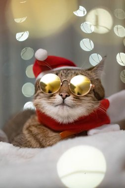 Noel kostümü giymiş, güneş gözlüğü takan, yün halıda uzanan ve rahatlatan yerli orta boy bir kedi. Arka planda yılbaşı ışığı bulanıklığı. Dikey fotoğraf. Yüksek kalite fotoğraf